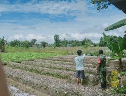 Babinsa Koramil 1710-02/Timika Sertu Wali Terus Motivasi Petani di Wilayah Binaan