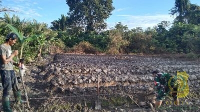 Babinsa Mapurujaya Bantu Pembuatan Bedengan