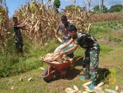 Korem 012/TU Dukung Swasembada Pangan dengan Panen Jagung