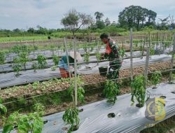 Babinsa Komsos dengan Petani Cabai