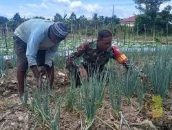 Babinsa Kampung Kaugapu Dampingi Petani Rawat Tanaman