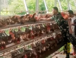 Babinsa Timika Komsos Bersama Pemilik Ternak Ayam Petelur
