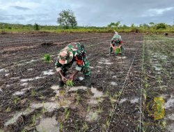 Babinsa Koramil 03/Kuala Kencana Bantu Petani Tanam Padi Sukseskan Program Ketahanan Pangan