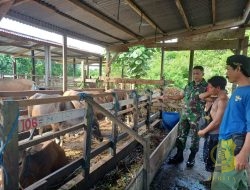 Babinsa Koramil Koramil 1710-02/Timika Motivasi Peternak Sapi di Wilayah Binaan