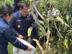 Kepala Zona Bakamla Tengah Pimpin Panen Jagung di Bali