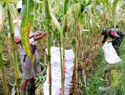 Babinsa Mapurujaya Bantu Petani Panen Jagung
