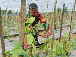 Babinsa Koramil 02/Timika Bantu Petani Rawat Tanaman Melon
