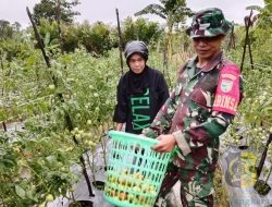 Babinsa Mapurujaya Selalu Hadir Bantu Petani