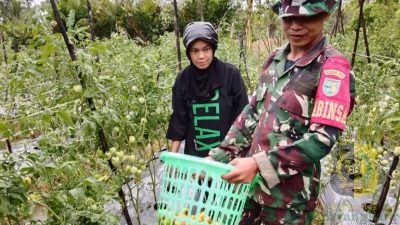 Babinsa Mapurujaya Selalu Hadir Bantu Petani