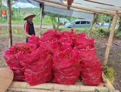 Zona Bakamla Tengah Panen Cabai 1,3 Ton Program Ketahanan Pangan Nasional