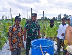 Dandim 1710/Mimika Tinjau Ketahanan Pangan di Lahan Percontohan Petani Binaan