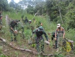 TNI Bersama Tim GabunganTemukan dan Musnahkan 30.000 Batang Ganja di Mandailing Natal