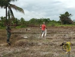Babinsa Koramil 1710-03/Kuala Kencana Laksanakan Pendampingan Pertanian