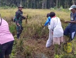 Babinsa Koramil Kuala Kencana Bantu Warga Panen Padi Gogo Dukung Ketahanan Pangan