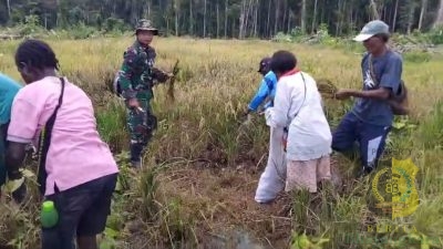 Babinsa Koramil Kuala Kencana Bantu Warga Panen Padi Gogo Dukung Ketahanan Pangan