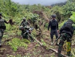 Satgas Gabungan Pamtas RI-PNG Ungkap Empat Kebun Ganja di Pegunungan Bintang