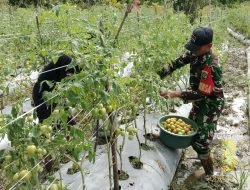 Babinsa Koramil Mapurujaya Bantu Petani Binaan Panen Tomat