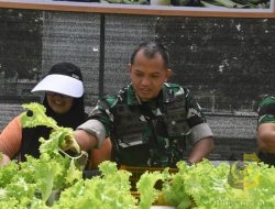 Dandim 1710/Mimika Bersama Ketua Persit KCK Cab. XXXV Melaksanakan Panen Slada