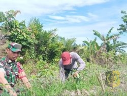 Babinsa Mapurujaya Komsos dan Pendampingan Petani Cabai