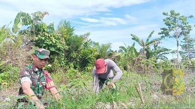 Babinsa Mapurujaya Komsos dan Pendampingan Petani Cabai
